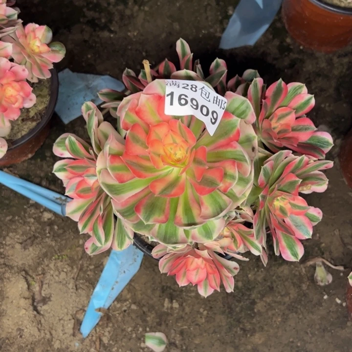 16909女巫多肉植物