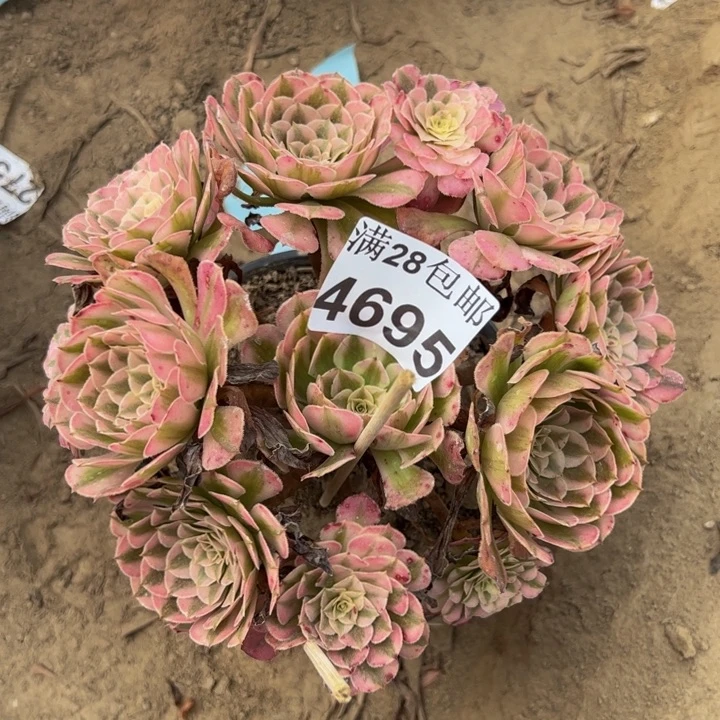 4695同白多肉植物