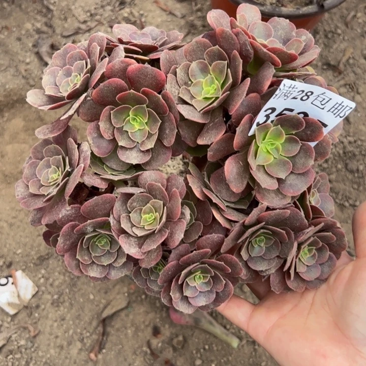 3535欧嘉莉多肉植物