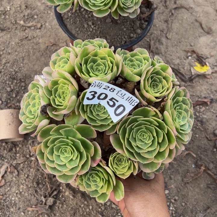 3050奶白多肉植物