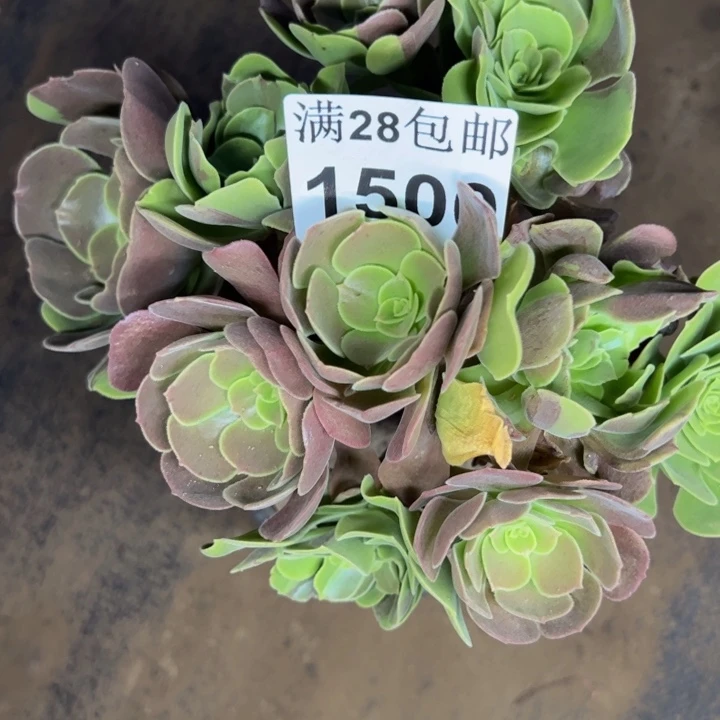 1500多肉植物法师