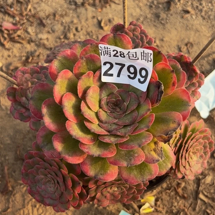 2799月蝉多肉植物