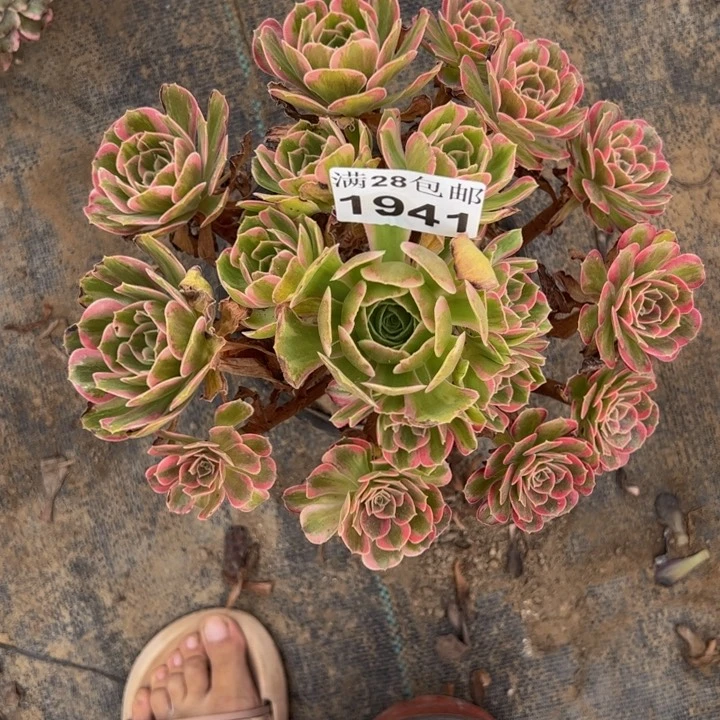1941安娜多肉植物