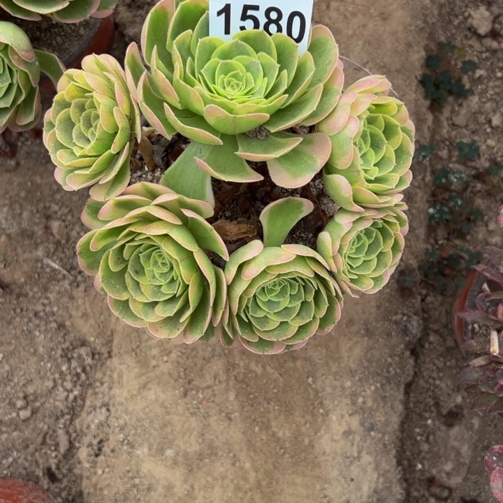 1580奶白多肉植物