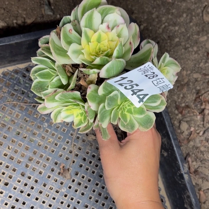 12544海王多肉植物