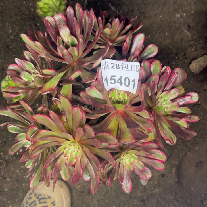 15401紫霞多肉植物