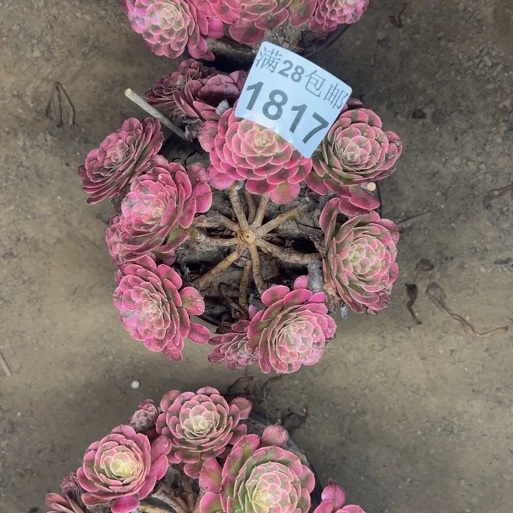 1817量同白多肉植物