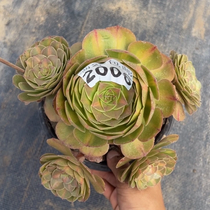 2006南抹茶多肉植物