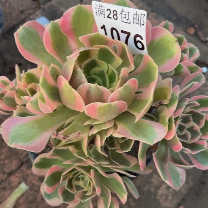1076女巫多肉植物