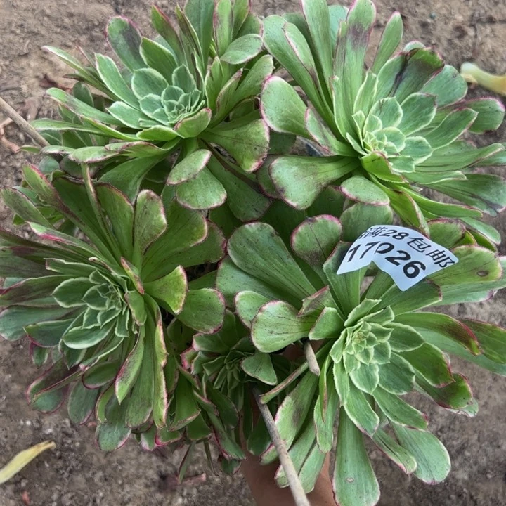 17026水墨画多肉植物