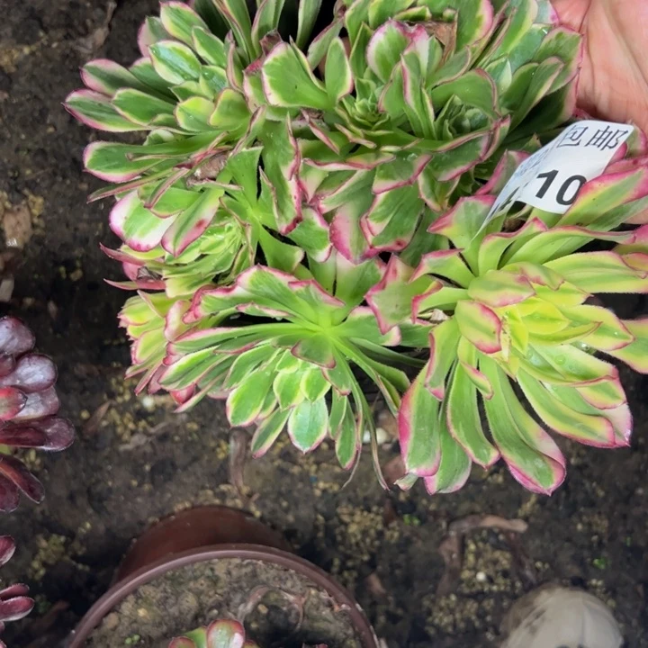 14710天合多肉植物