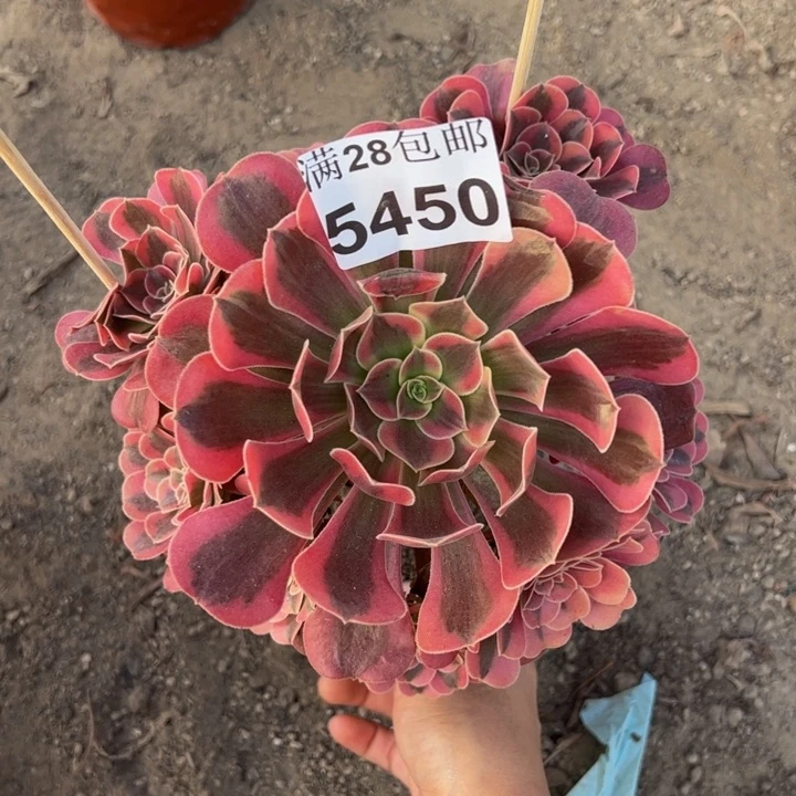 5450美杜莎多肉植物