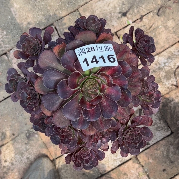 1416晚霞多肉植物