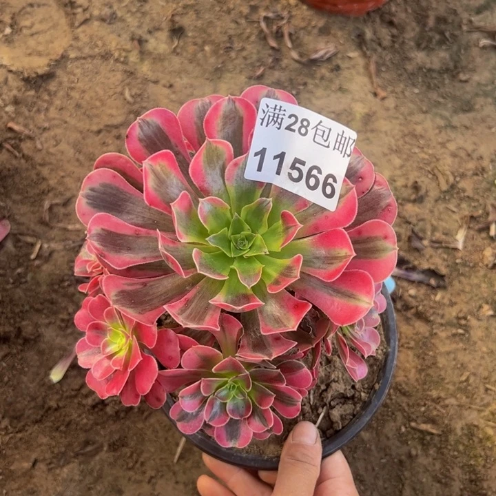 11566美杜莎多肉植物