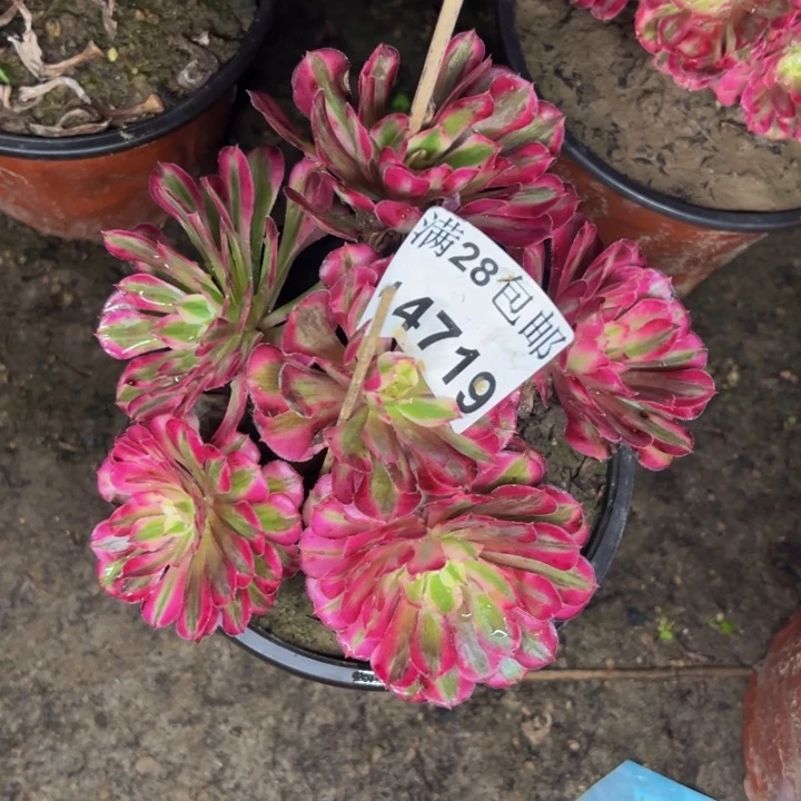 14719同白多肉植物