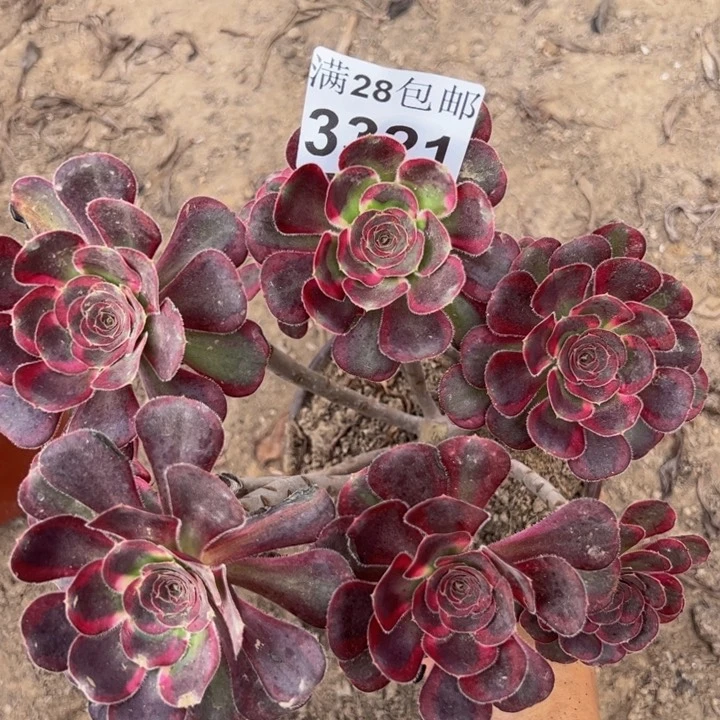 3321丽娜多肉植物