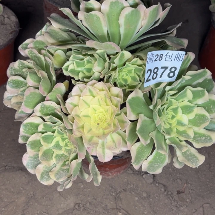 2878白凤多肉植物