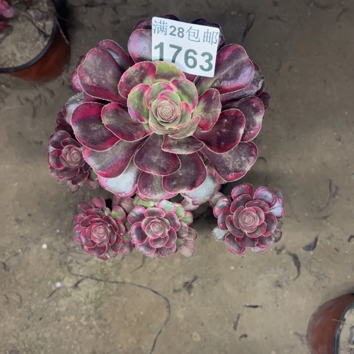 1763丽娜多肉植物