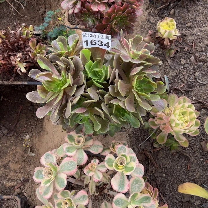 1634三颗多肉植物