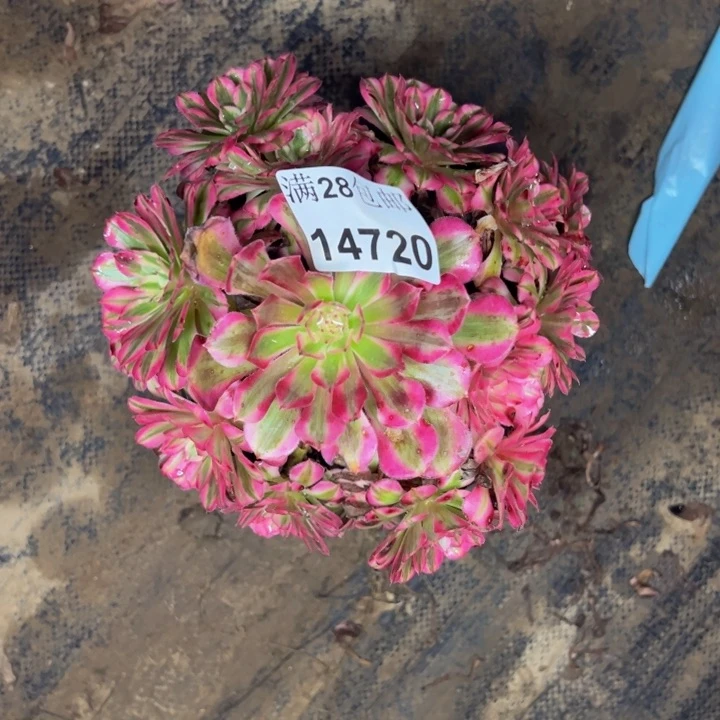 14720同白多肉植物