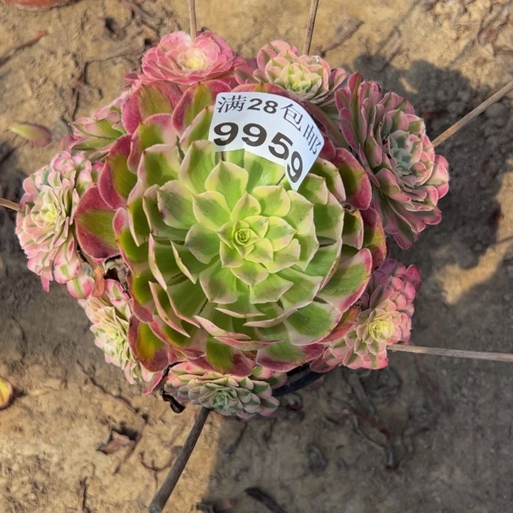 五*9959南同白多肉植物