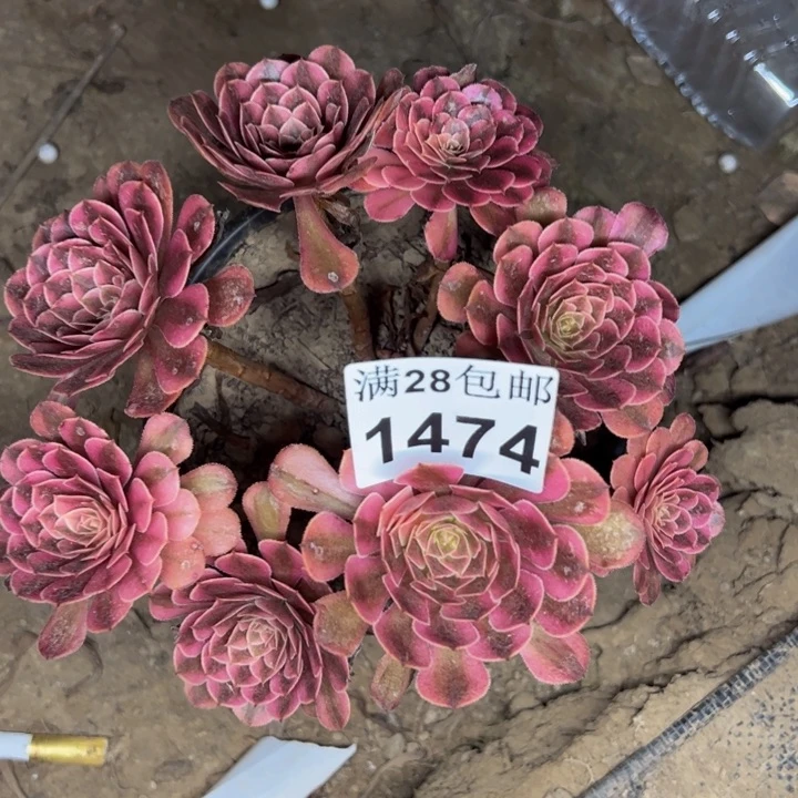 1474黑同白多肉植物