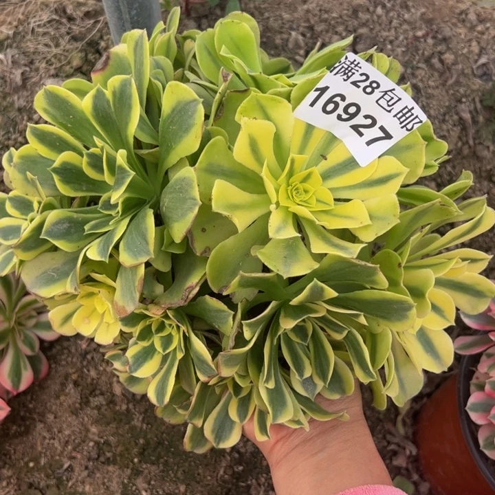 16927绿豆沙多肉植物