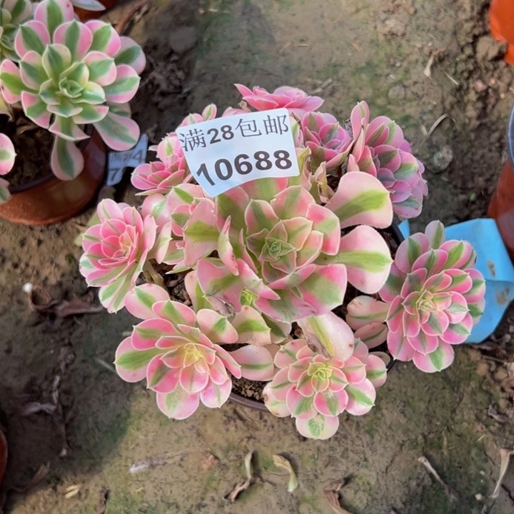 10688女巫多肉植物