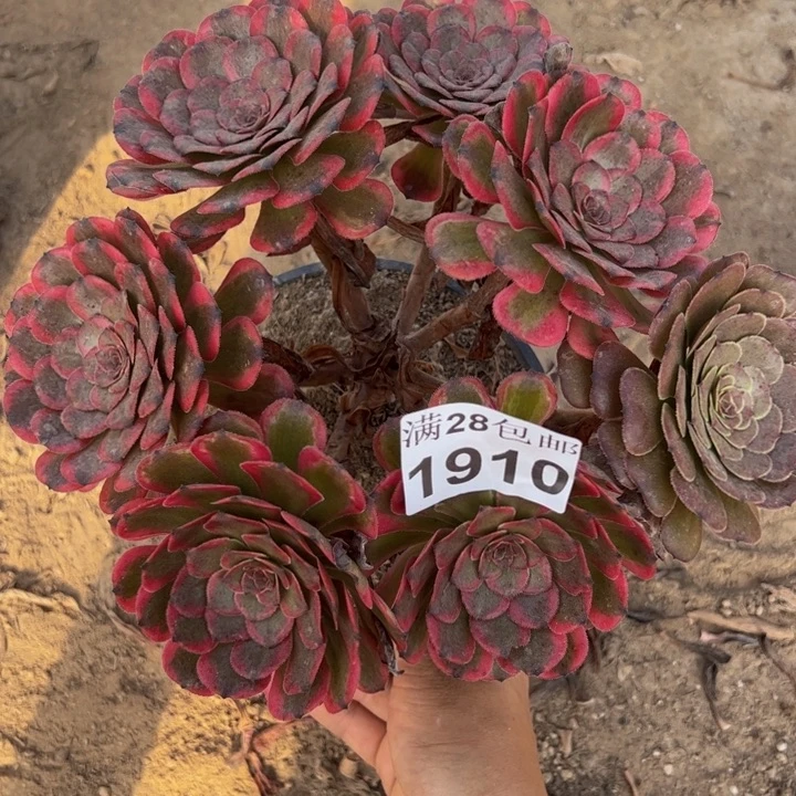 1910红金刚多肉植物