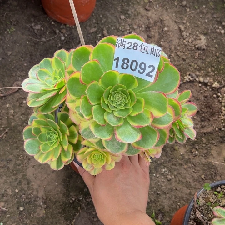 18092奶白多肉植物有伤口不包损