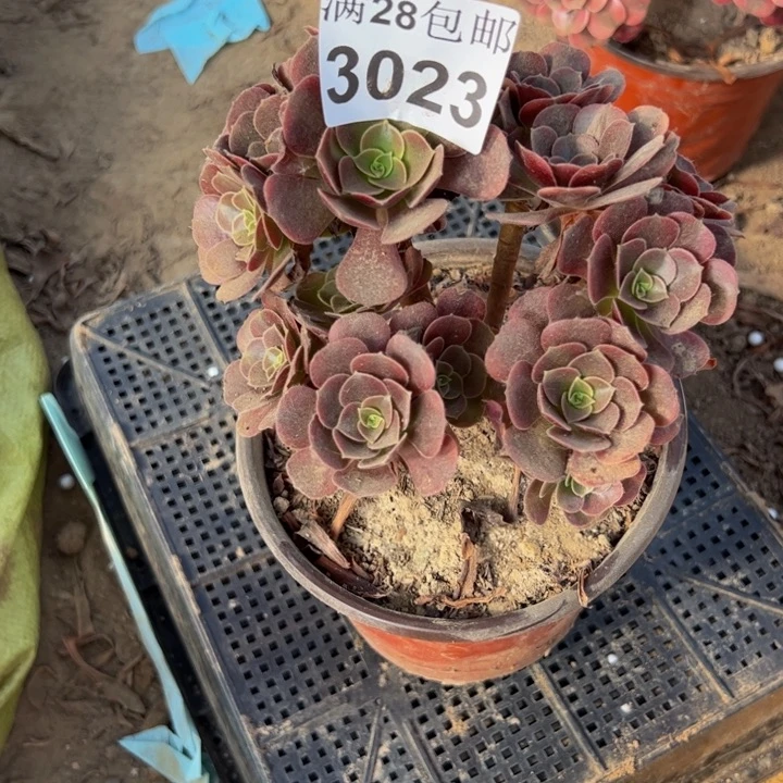 3023欧嘉莉多肉植物