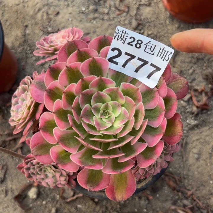 2777同白多肉植物