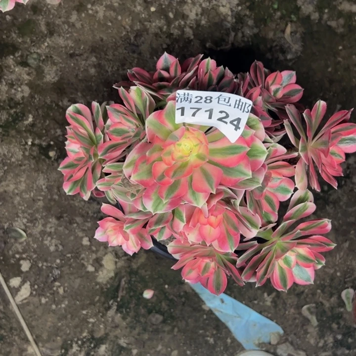 17124女巫多肉植物