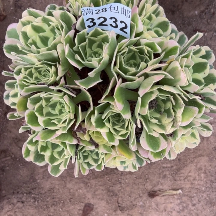 3232白凤多肉植物