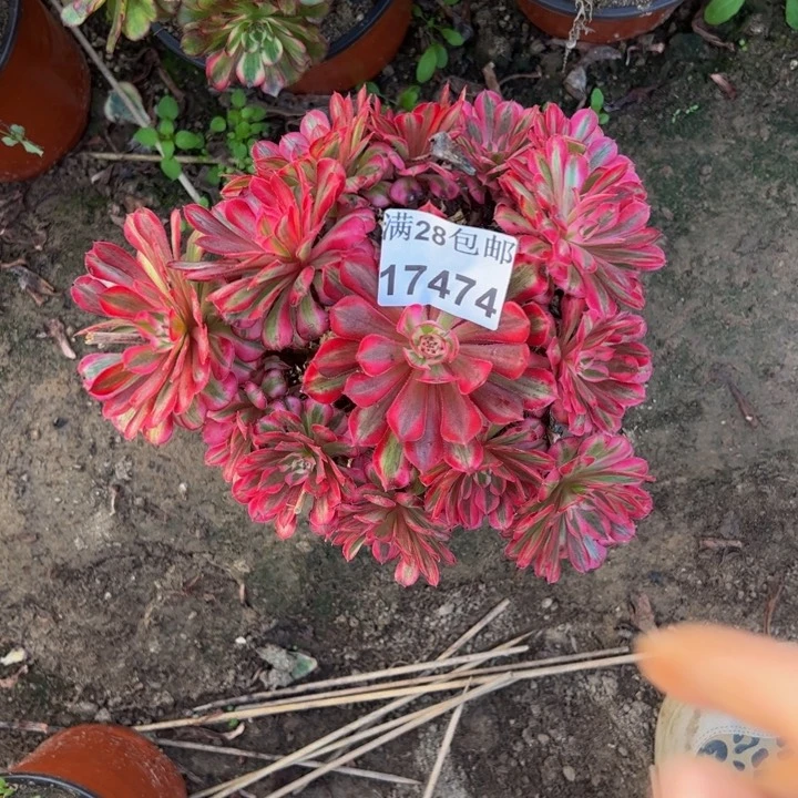 17474同白多肉植物