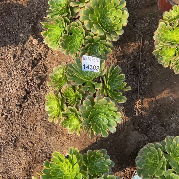 14302量朝霞多肉一颗