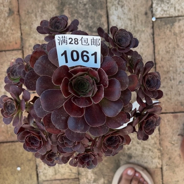 1061晚霞多肉植物