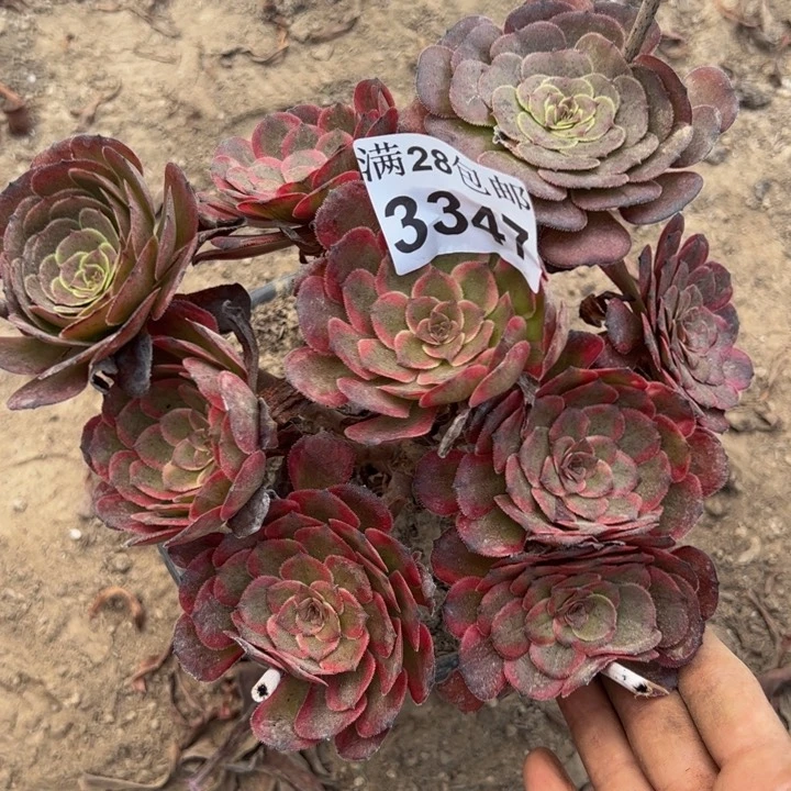 3347红金刚多肉植物