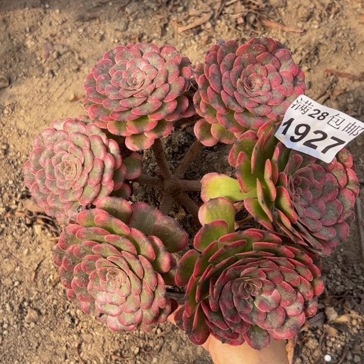 1927月蝉多肉植物
