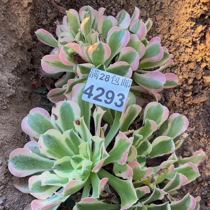 1293两颗多肉植物