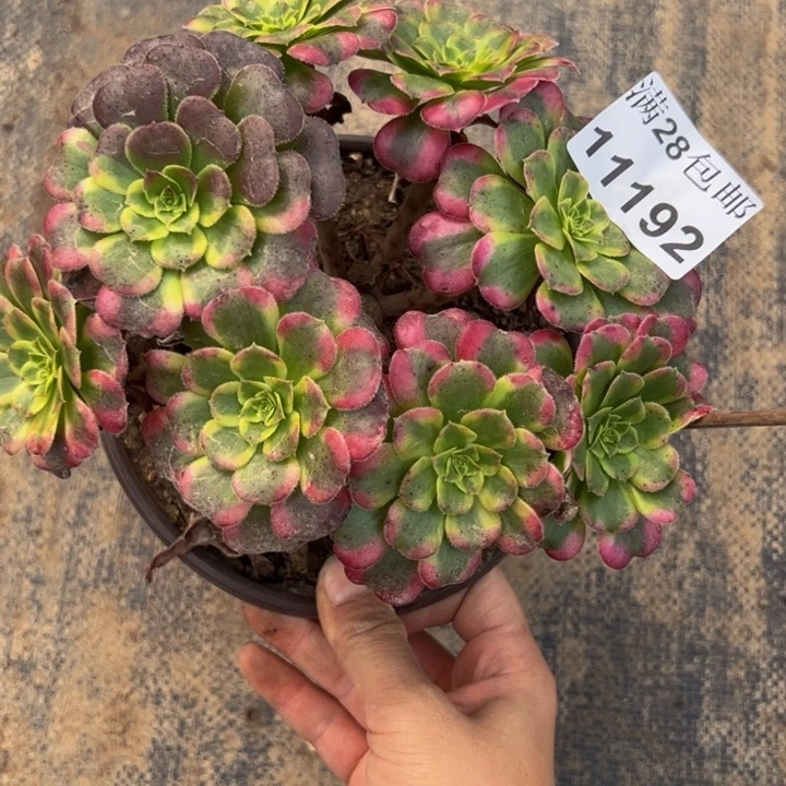 11192北法师多肉植物