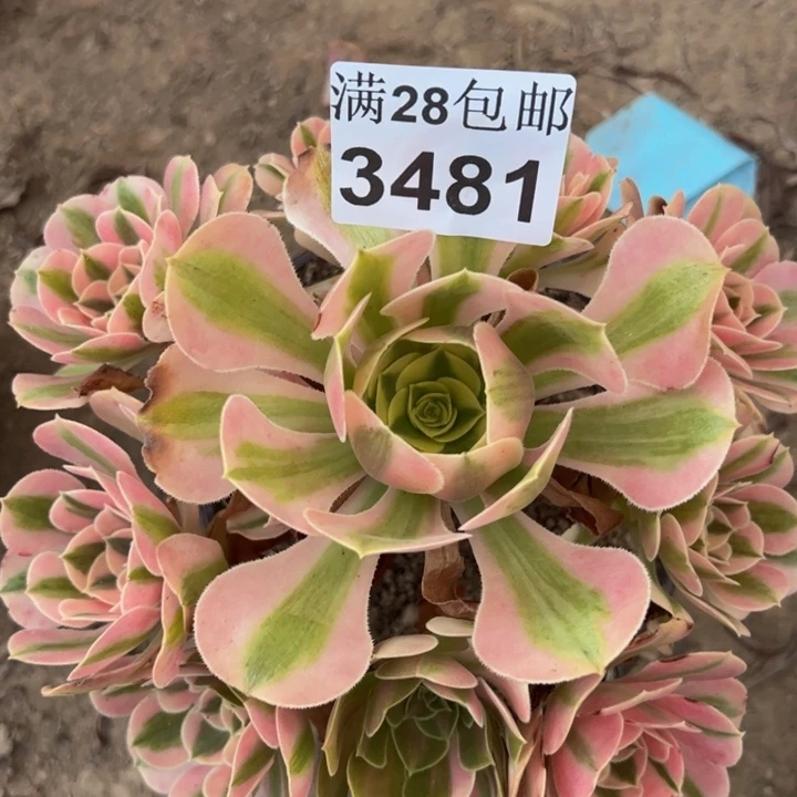 3484女巫多肉植物