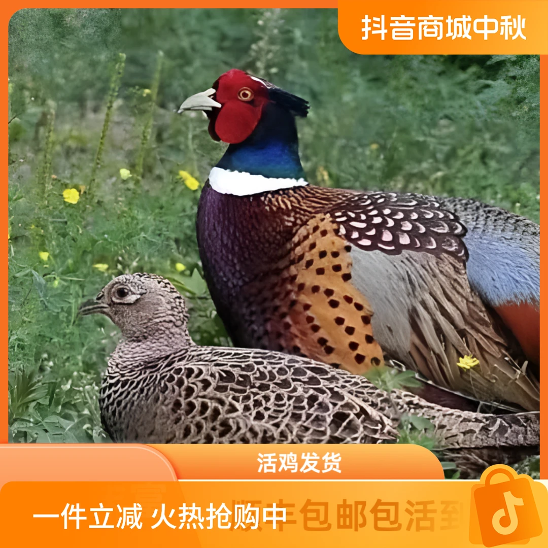 云南高原散养七彩山鸡（母鸡装）顺丰包邮新鲜散养生态鲜活营养