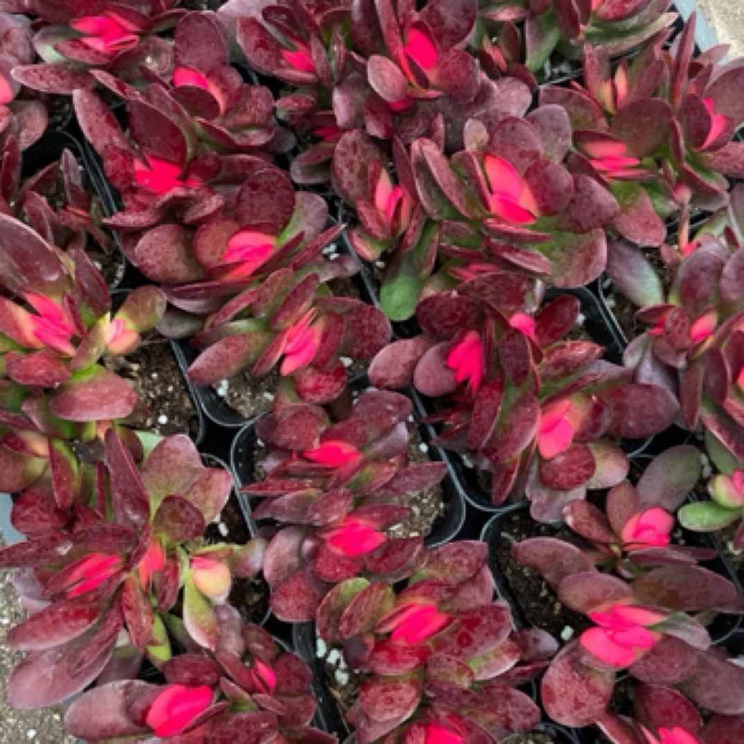 【满9.9包邮】紫蝶锦6.5cm盆多肉植物美肉以直播间展示为主花卉