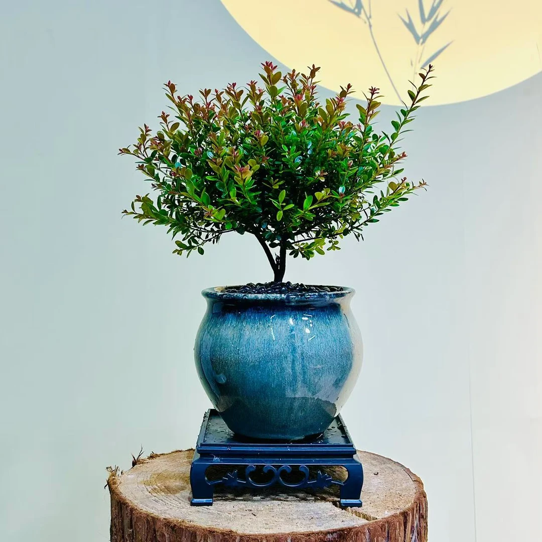 老桩 小叶赤楠 盆景 中国风 绿植室内客厅桌面好养盆栽开花结果