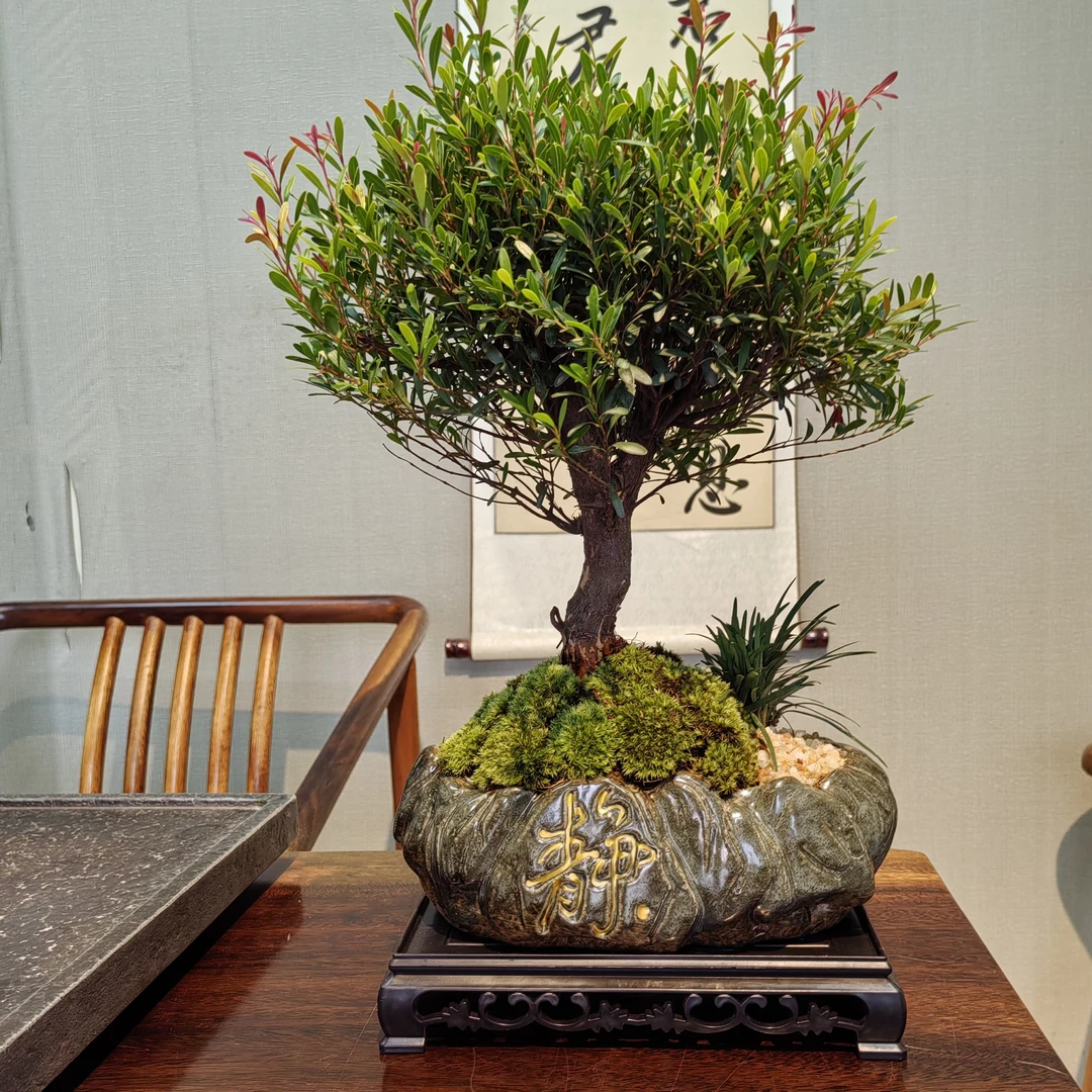 老桩 小叶赤楠 盆景 中国风 绿植室内客厅桌面好养盆栽开花结果