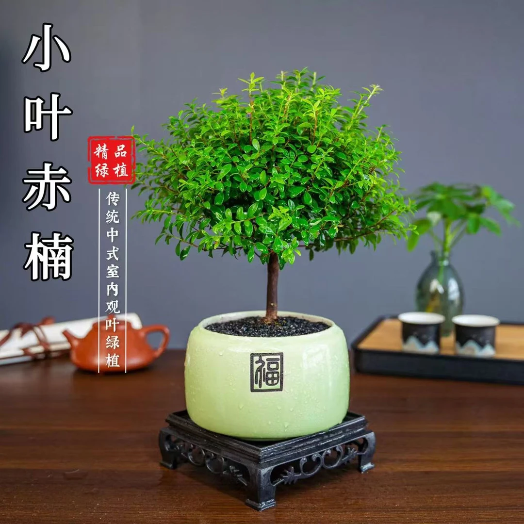 福盆小叶赤楠盆景绿植室内客厅桌面好养盆栽开花结果植物