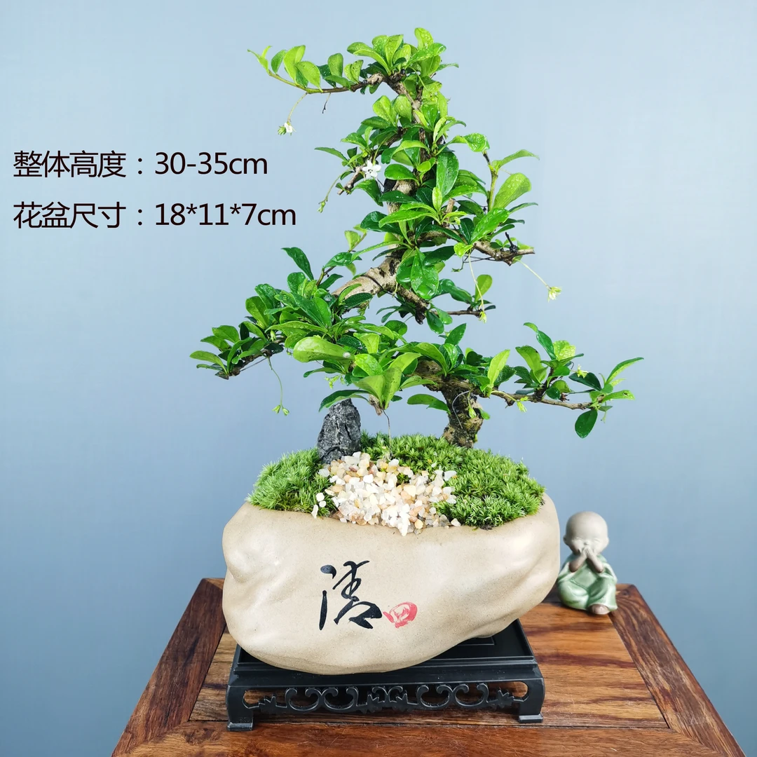 小盆景S弯攀枝花盆景老桩栽室内茶桌好养开花结果绿植福建茶植物