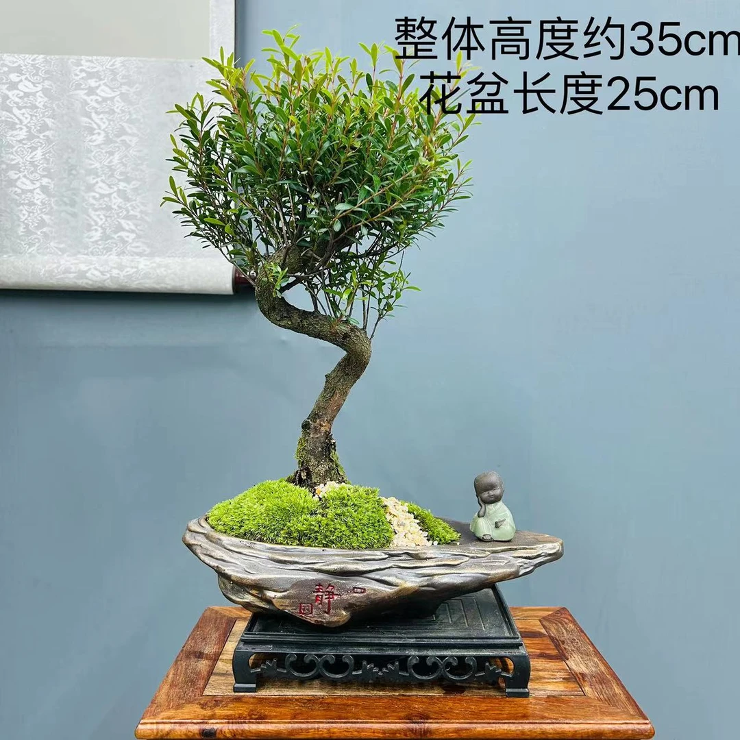 S老桩小叶赤楠盆栽室内观赏性花卉养护办公室桌面好养绿植净化