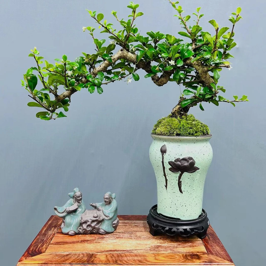 攀枝花茶盆景老桩悬崖造型盆栽养护鲜活绿植书房桌福建茶禅意植物